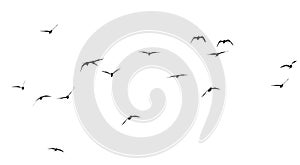 Silhouette of a flock of birds on a white background