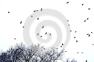 Silhouette of flock of crows in flight over tree tops , isolated on white