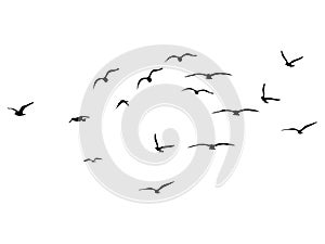 Silhouette Flock of Flying Birds. flying birds on white background. vector illustration