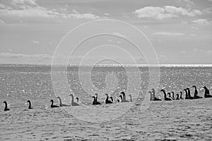 Silhouette of a flock of geese in the water(black and white)