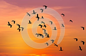 Silhouette flock of lesser whistling duck Dendrocygna javanica flying on sunset