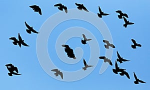 Silhouette of a flock of pigeons on blue sky
