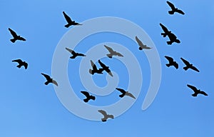 Silhouette of a flock of pigeons on blue sky