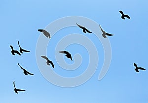 Silhouette of a flock of pigeons on blue sky