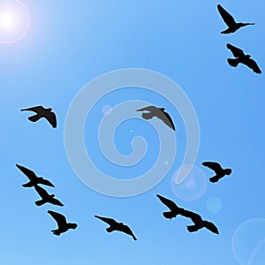 Silhouette of a flock of pigeons on blue sky