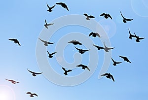 Silhouette of a flock of pigeons on blue sky