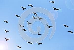 Silhouette of a flock of pigeons on blue sky