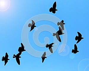 Silhouette of a flock of pigeons on blue sky