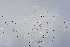 Silhouette of a flock of pigeons in flight on a cloudy sky - Columbidae