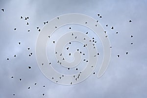 Silhouette of a flock of pigeons in flight on a cloudy sky - Columbidae