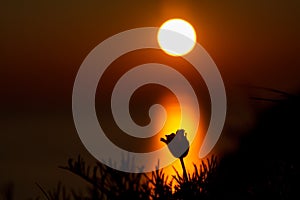 Silhouette of a flower in sun treck at sunrise photo
