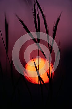 Silhouette Flower Grass. Sunset behind the grass flowers. red sun in purple sky.