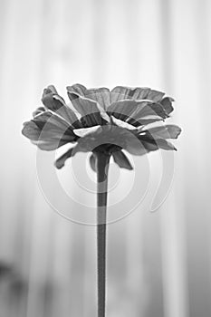 Silhouette of a flower on a neutral background. The concept of loneliness and sadness. Black and white photography