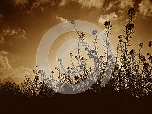 Silhouette of flower plant in the field