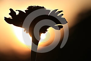 Silhouette of flower at sunset