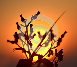 Silhouette of flowers in foreground on skyline with color effec