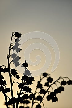 Silhouette of flowers at sunset.