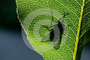 Silhouette of a fly on a green leaf close-up