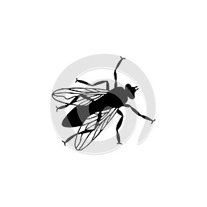 Silhouette of a fly illustration