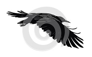 Silhouette of a flying bird, crow isolated on white background, vector illustration
