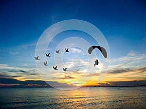 silhouette flying birds and paramotor over sea sunset sky