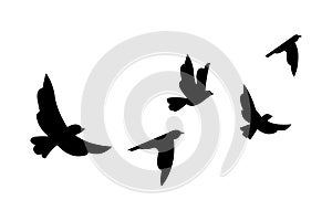 Silhouette flying birds on white background EPS 10.