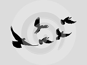 Silhouette flying birds on white background. vector illustration