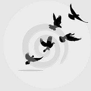 Silhouette flying birds on white background. vector illustration