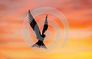 Silhouette of flying common tern. Flying common tern on the sunset sky background.