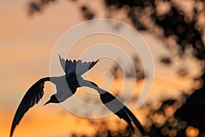 Silhouette of flying common tern. Flying common tern on the sunset sky background.
