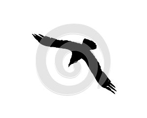 Silhouette of a flying crow isolated on white