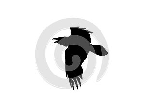 Silhouette of a flying crow on white