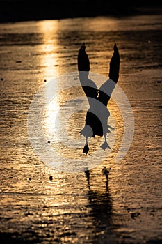 Silhouette of a flying duck at sunset over a frozen lake