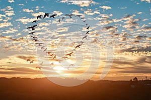 Silhouette of flying flock birds in shape heart against sky sunset