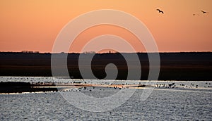 Silhouette of flying grey cranes at Hortobágy National Park