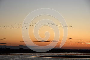 Silhouette of flying grey cranes at Hortobágy National Park