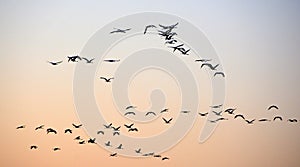 Silhouette of flying grey cranes at Hortobágy National Park