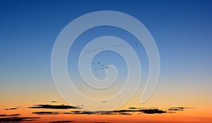 Silhouette of flying grey cranes at Hortobágy National Park