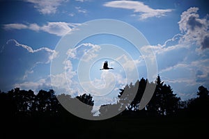 The silhouette of a flying stork