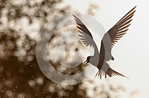 The silhouette of flying tern. Backlight of the sunset.