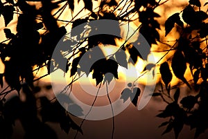 Silhouette of foliage in backlight photo