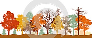 Silhouette of forest in autumn. Bare trees, trees in orange, yellow, red colors. Vector illustration