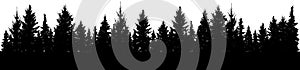 Silhouette of forest fir trees. Vector