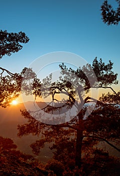 Silhouette of a forest pine tree during blue hour with bright sun at sunset.