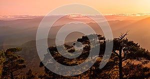 Silhouette of a forest pine tree during blue hour with bright sun at sunset.