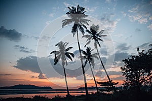 Silhouette of four palm trees against a cloudy sky during sunset on the coast of the Arabian Sea