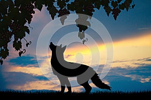 Silhouette of fox and grapes