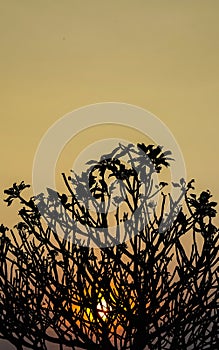 Silhouette of Frangipani tree branch with sunset sky