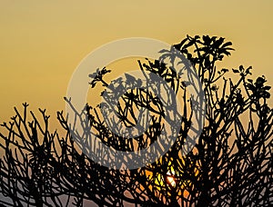 Silhouette of Frangipani tree branch with sunset sky