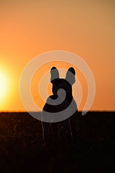 Silhouette of french bulldog